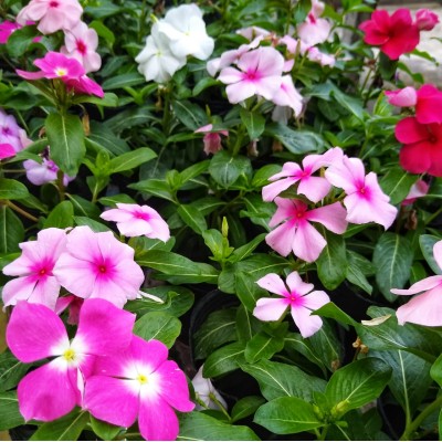 Vinca